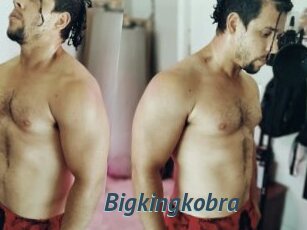 Bigkingkobra