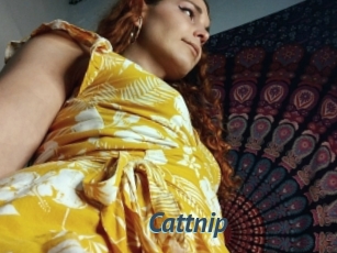 Cattnip