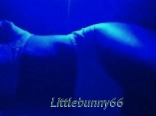 Littlebunny66